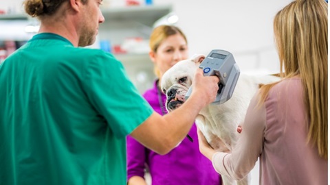 Witte bulldog wordt bij de dierenarts gecheckt op chip.